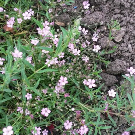 Plant image Gypsophila repens 'Rosea Schonheit'