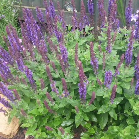 Plant image Salvia x sylvestris 'Blauhugel' syn. Salvia nemorosa 'Blue Mound', Salvia nemorosa 'Blauhugel', Salvia 'Blue Hills'