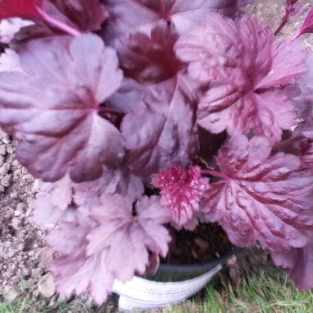 Plant image Heuchera 'Royal Flame'