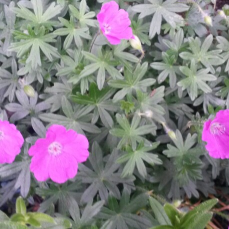 Plant image Geranium sanguineum