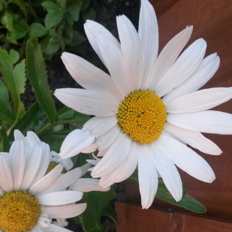 Leucanthemum x superbum 'Snowcap'