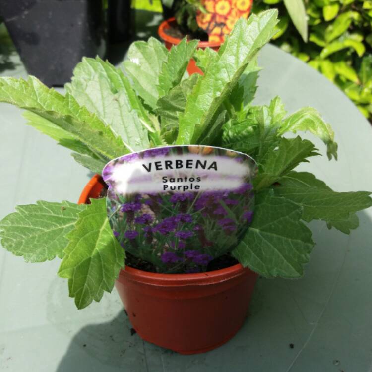 Plant image Verbena 'Santos'