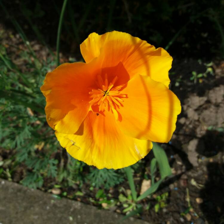 Plant image Eschscholzia californica 'Orange King'