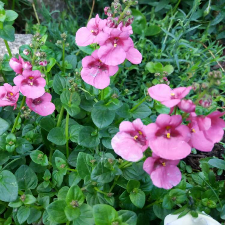 Plant image Diascia