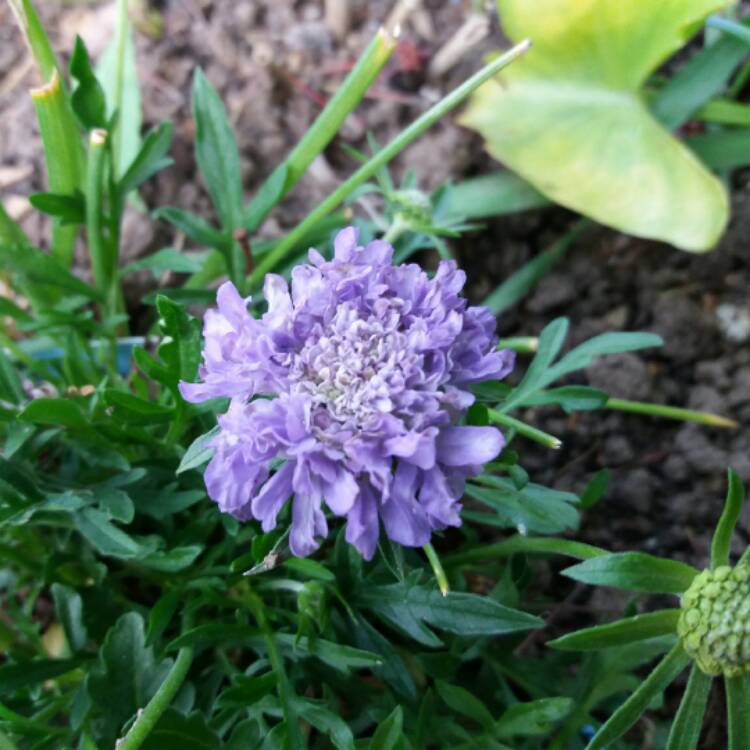 Plant image Scabiosa japonica var. alpina 'Blue Diamonds'