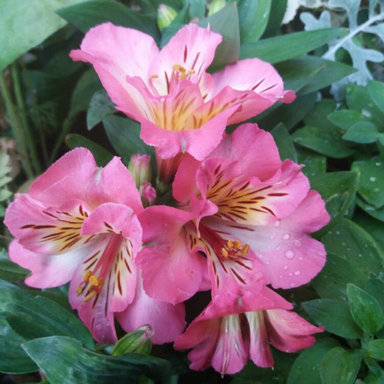 Plant image Alstroemeria 'Tesshine' (Inticancha Series) syn. Alstroemeria 'Inticancha Sunshine'