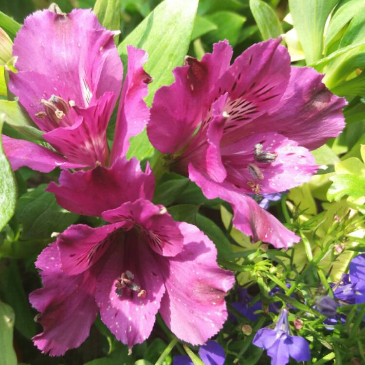 Plant image Alstroemeria 'Tesindie' (Inticancha Series) syn. Alstroemeria 'Inticancha Indigo'