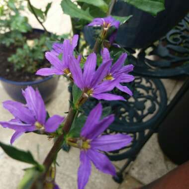 Scaevola aemula 'Saphira'