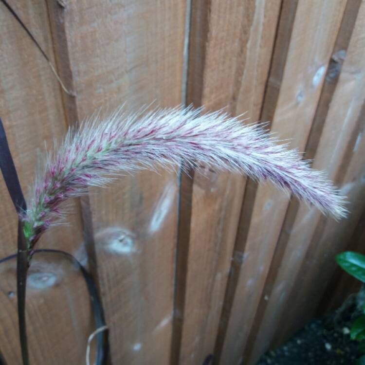 Plant image Pennisetum setaceum 'Rubrum'