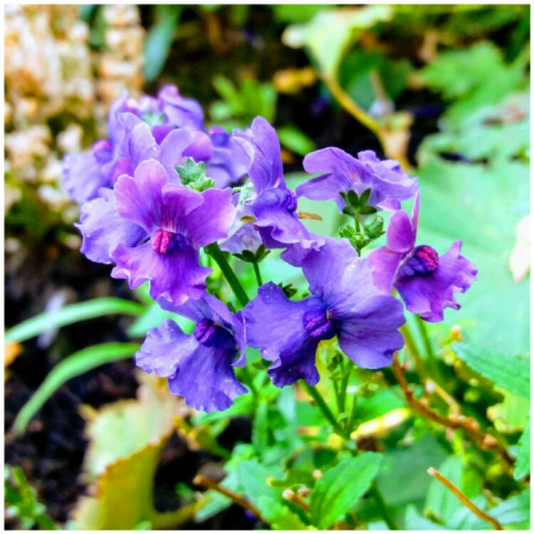 Plant image Nemesia strumosa 'Myrtille'