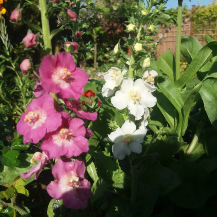 Plant image Verbascum phoeniceum Hybrid mix