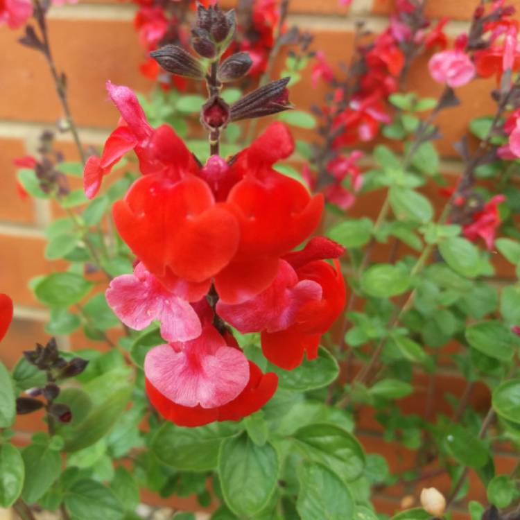 Plant image Salvia greggii 'Royal Bumble'