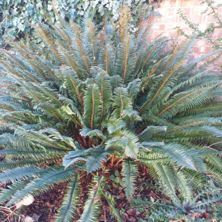 Plant image Polystichum Munitum