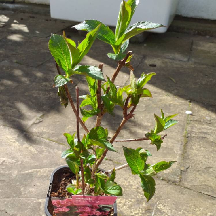 Plant image Weigela 'Bristol Ruby'