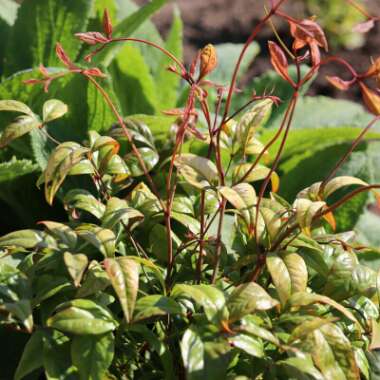 Nandina domestica 'Fire Power'