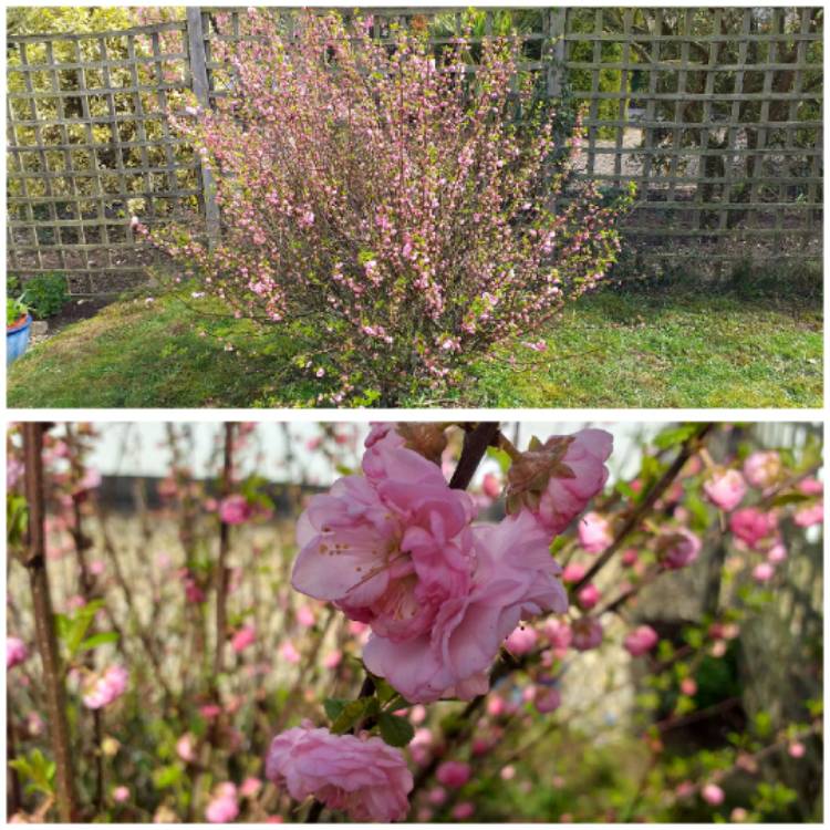 Plant image Prunus triloba