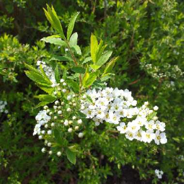 Spiraea prunifolia 'Plena'