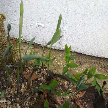 Polygonatum multiflorum