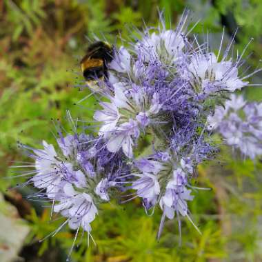 Jayne's garden