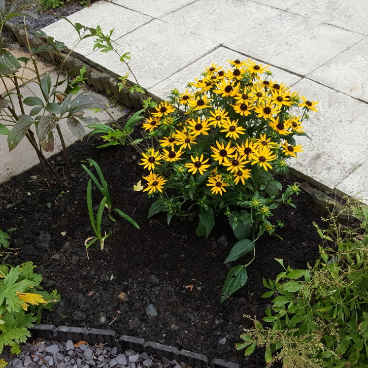 Plant image Rudbeckia 'Horrid'