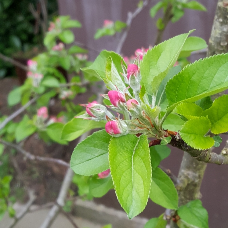 Plant image Malus domestica 'Red Devil'