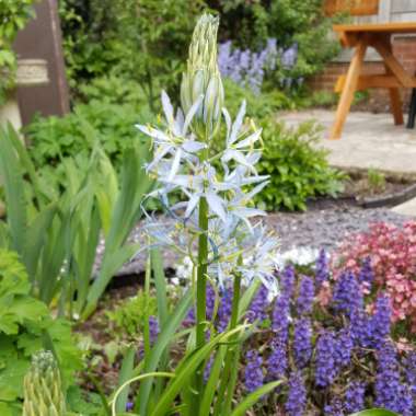 Camassia 'Blue Heaven'