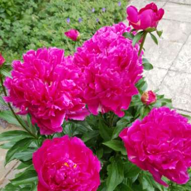 Peony