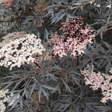 Elder 'Black Lace'