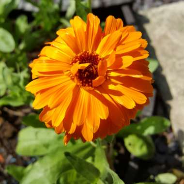 Pot Marigold