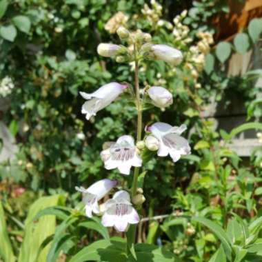 Beardtongue