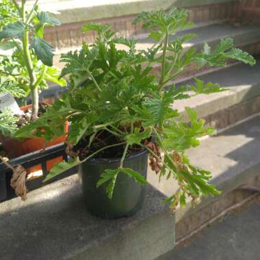 Pelargonium 'Citronella' (Scented)