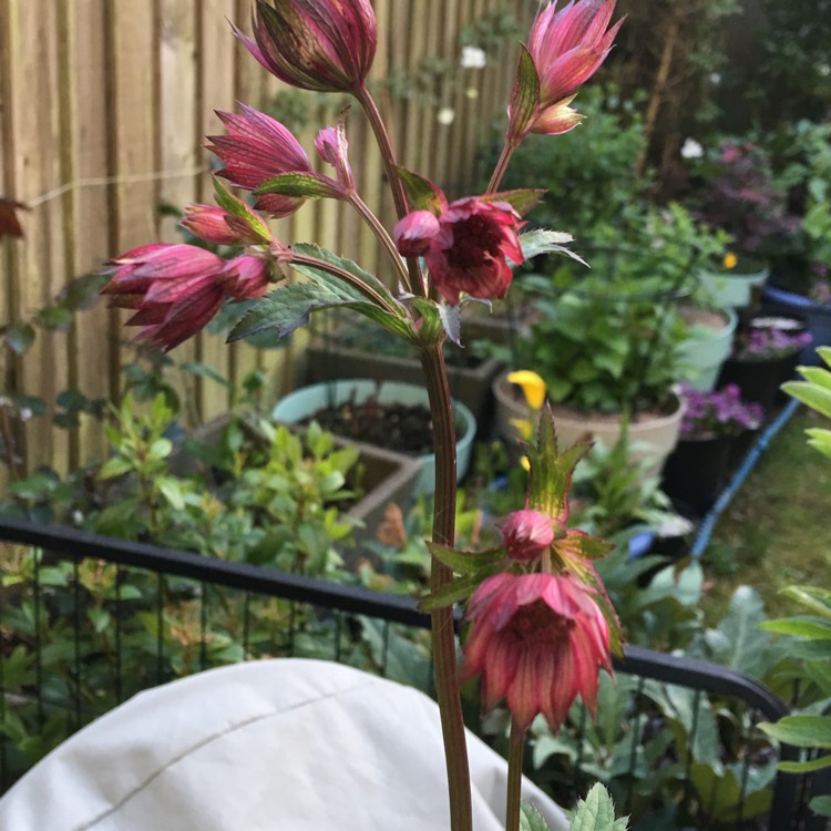 Plant image Astrantia major 'Star of Love'