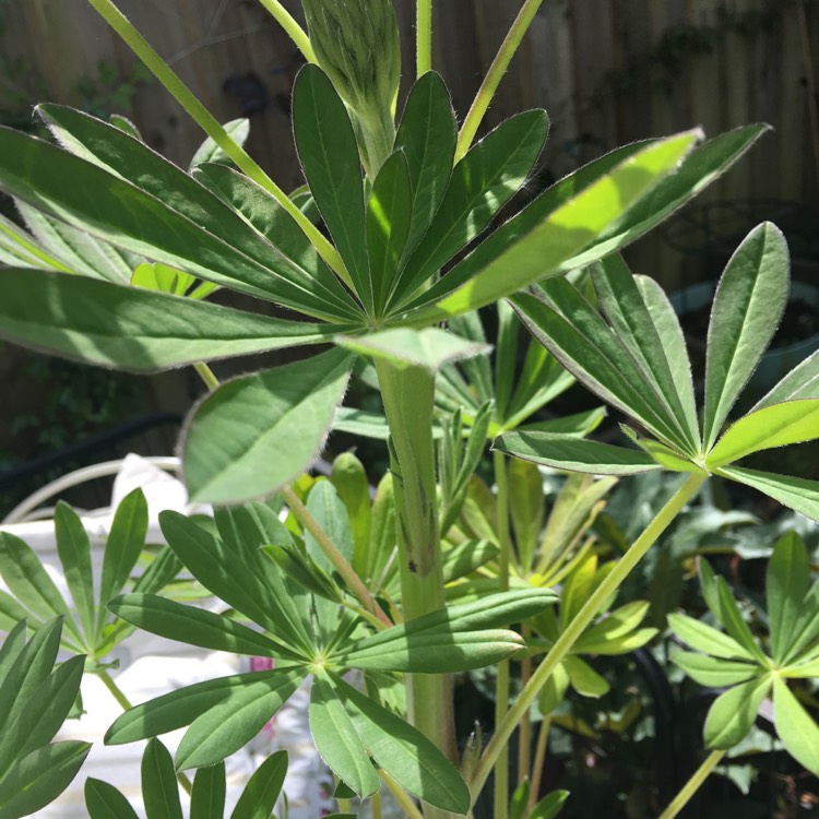 Plant image Lupinus 'Towering Inferno'