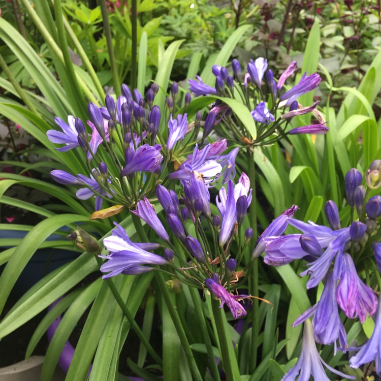 Plant image Agapanthus 'Big Blue'