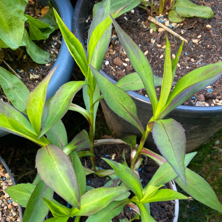 Plant image Aster novi-belgii 'White Opal'