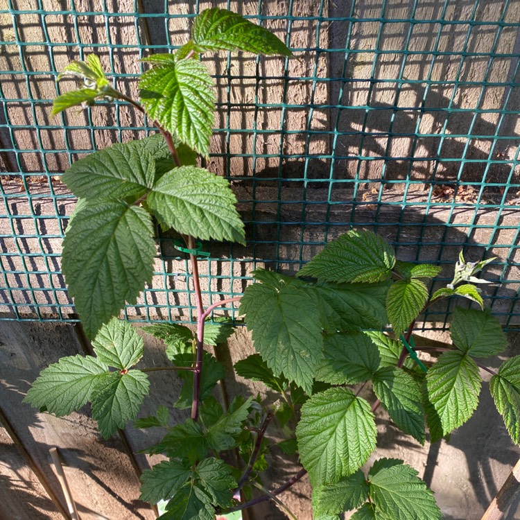 Plant image Rubus idaeus 'Glen Ample'