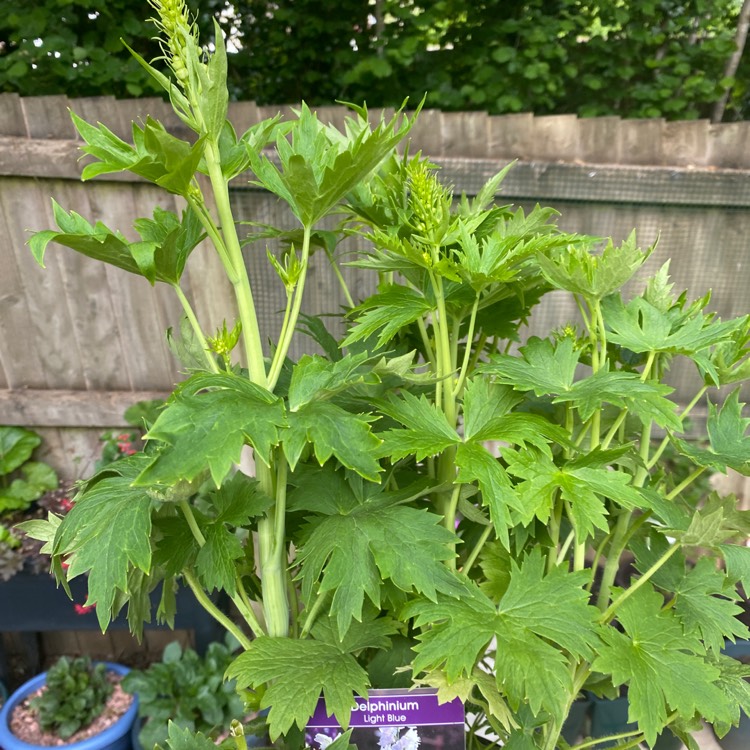 Plant image Delphinium 'Belladonna'