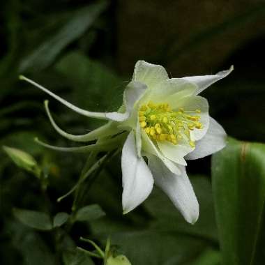 Aquilegia vulgaris 