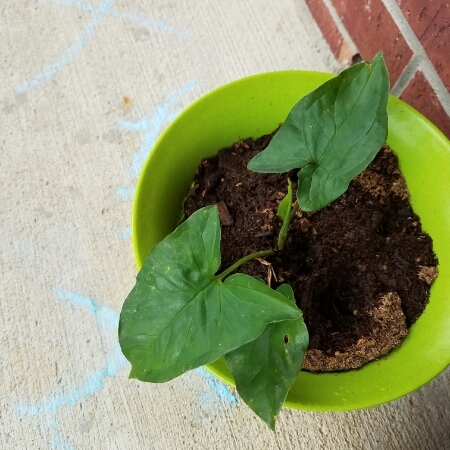 Plant image Arum italicum subsp. neglectum 'Miss Janay Hall'