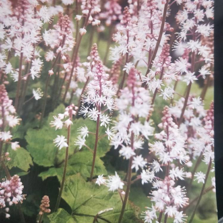 Plant image Tiarella wherryi