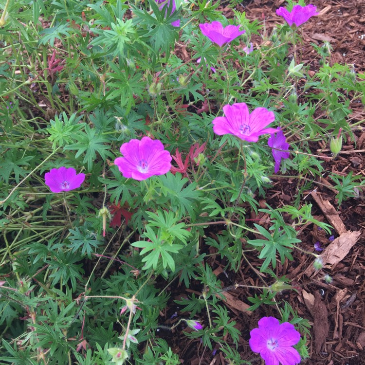 Plant image Geranium sanguineum