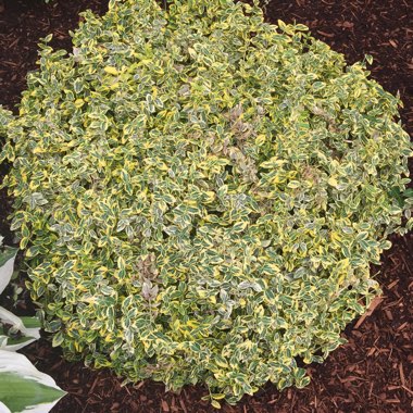 Euonymus fortunei 'Emerald 'n' Gold'