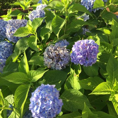 Hydrangea 'Zorro'