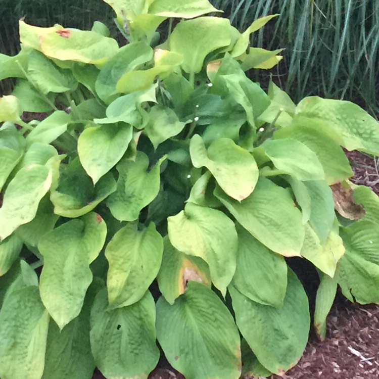 Plant image Hosta 'Captain Kirk'