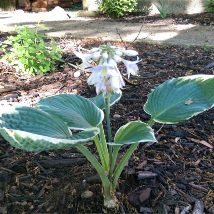 Plant image Hosta 'Barbara Ann'