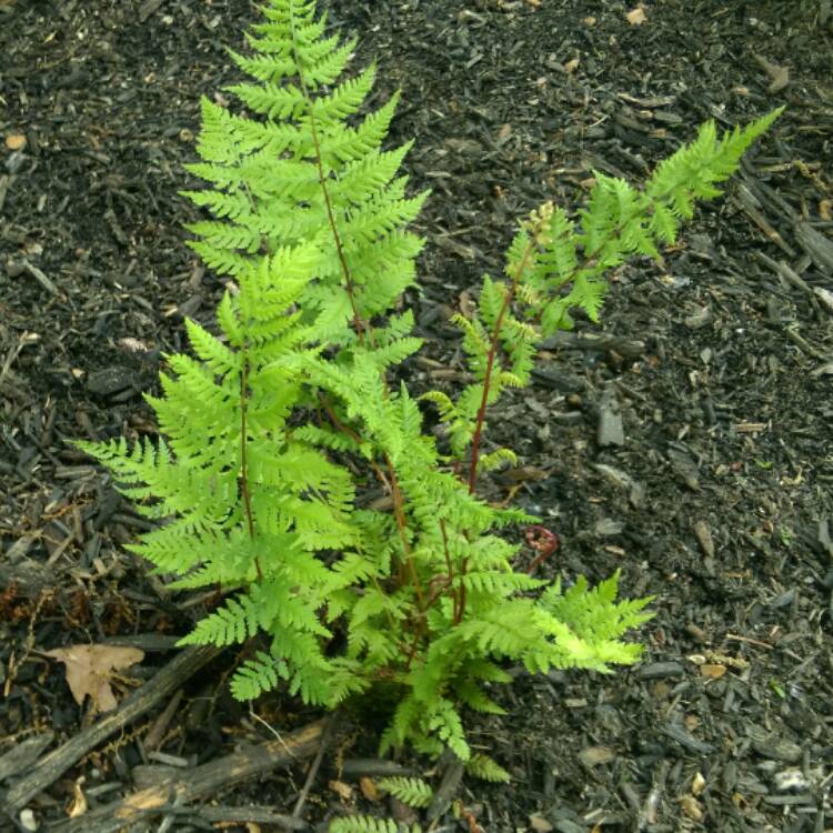 Plant image Athyrium filix-femina var. augustum 'Lady In Red'