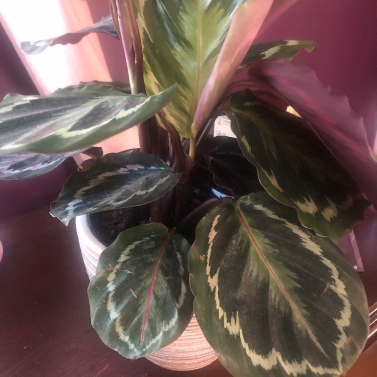 Plant image Calathea roseopicta