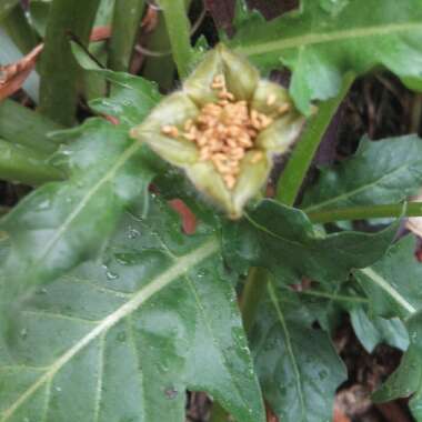 Oenothera tetraptera