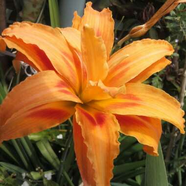 Hemerocallis fulva 'Kwanso' syn. Hemerocallis 'Kwanso'