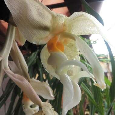 Stanhopea embreei